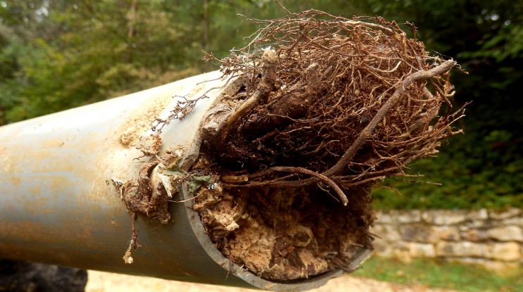 Roots in sewer line