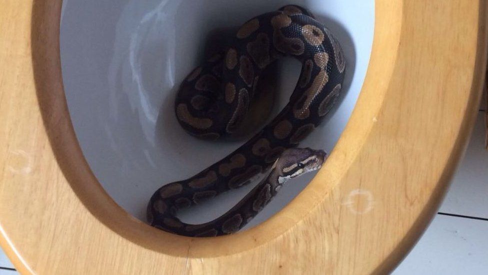 Snake In toilet
